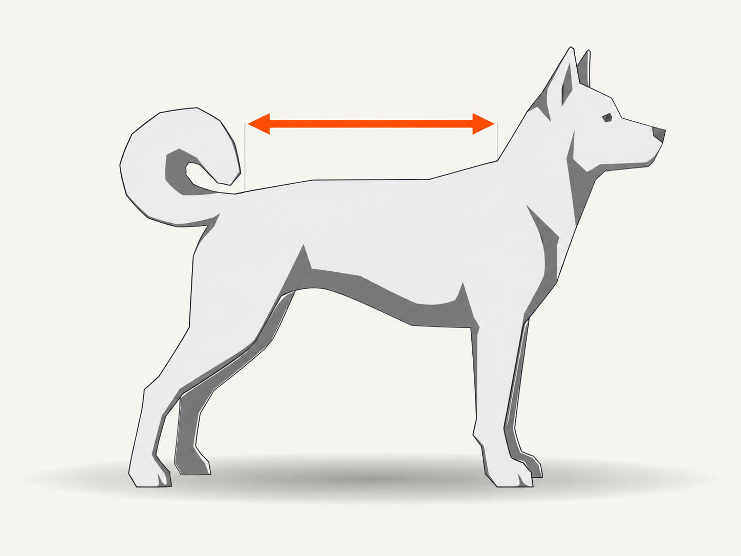 Side profile dog showing back length measured from the base of the neck to the base of the tail