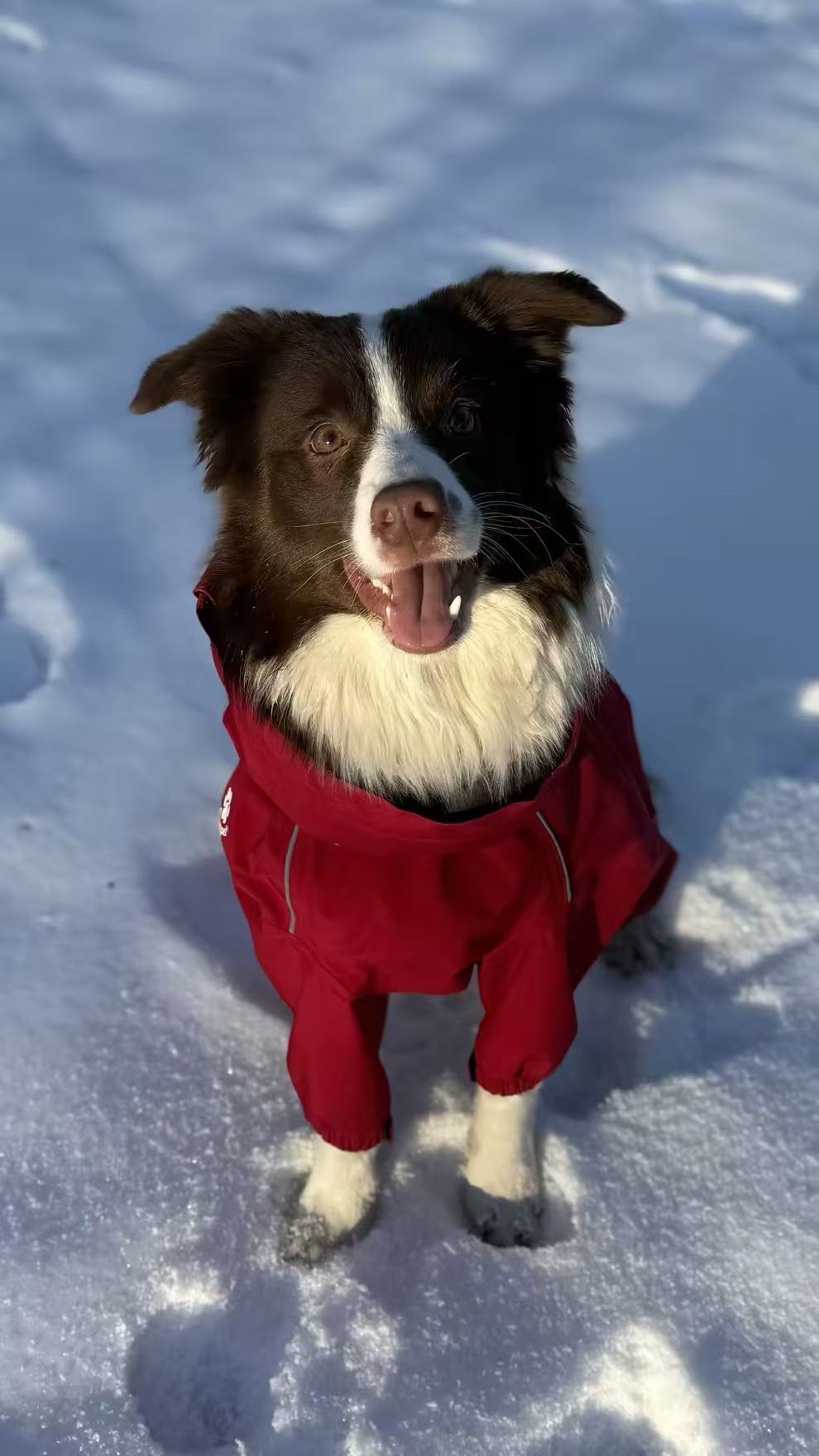 Golden retriever wearing a red dog coat in snow