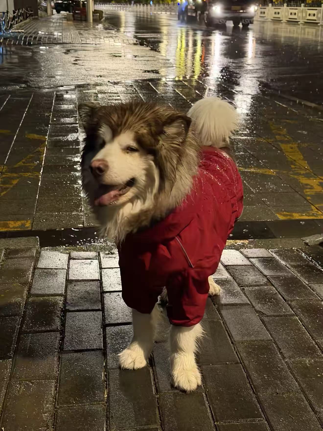 Dog wearing a red rain suit during a wet evening walk