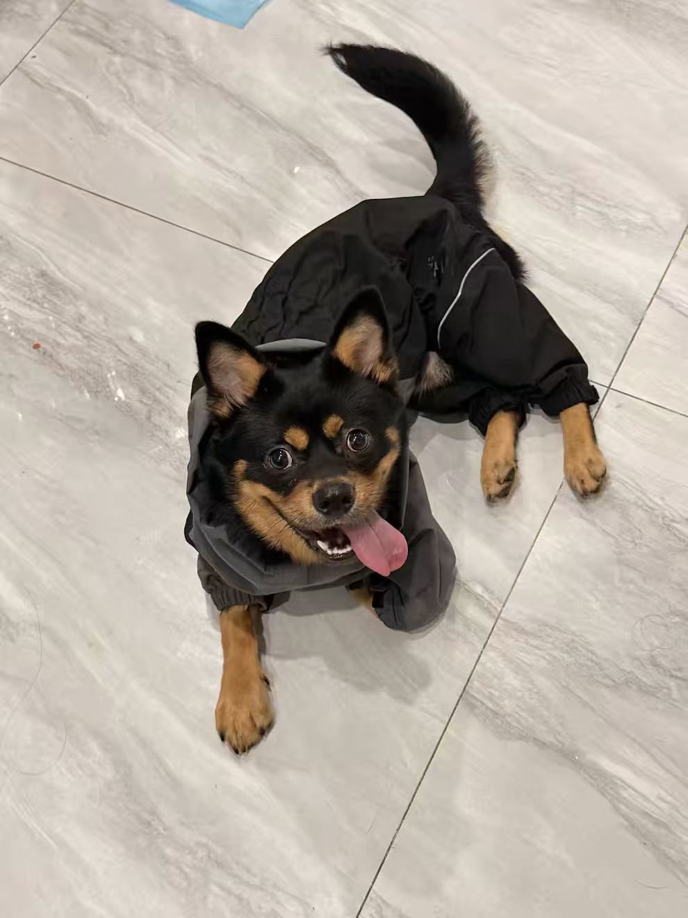 Dog wearing a black full-body rain suit indoors