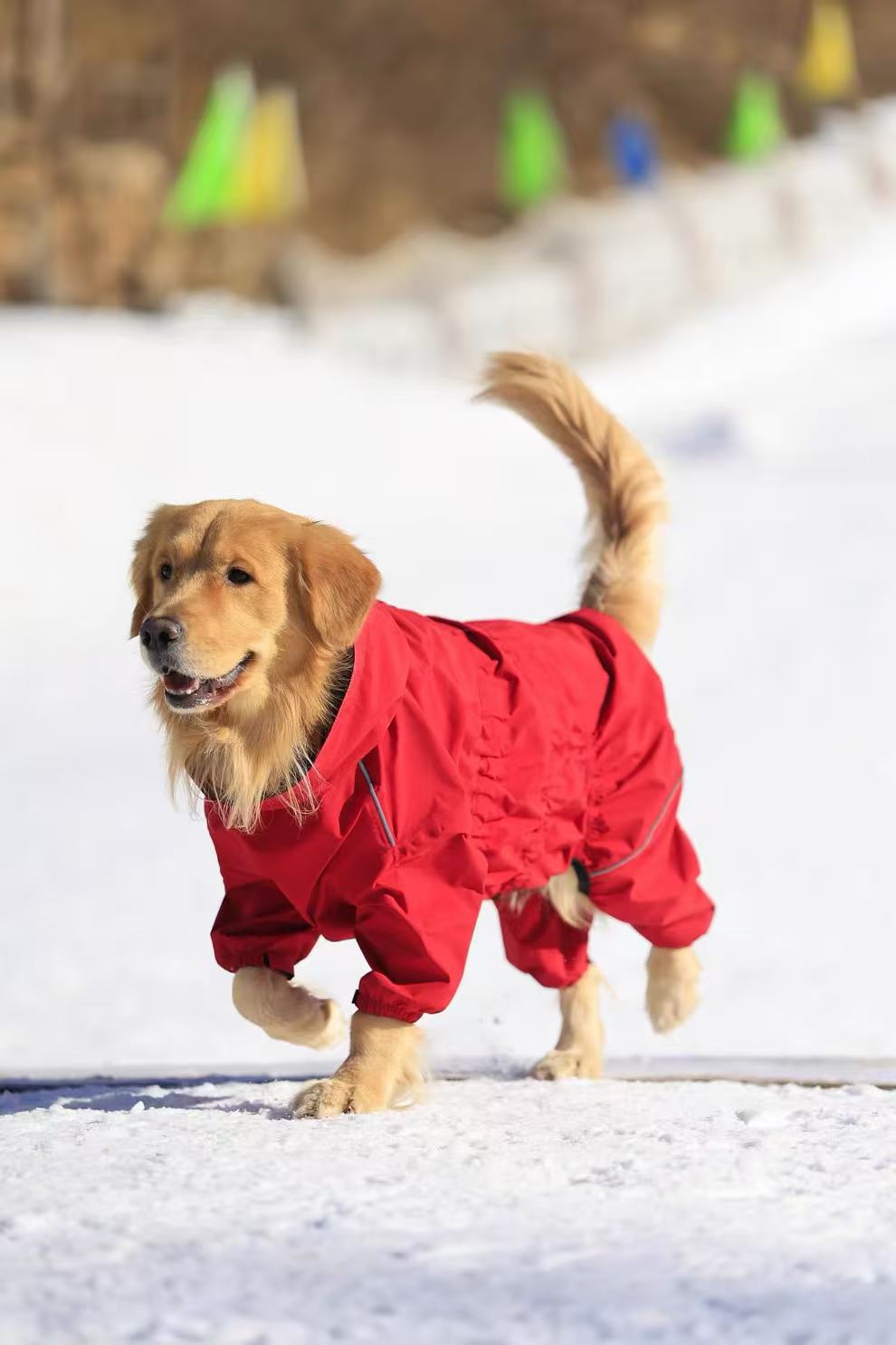 Golden retriever moving through snow in a full-body suit